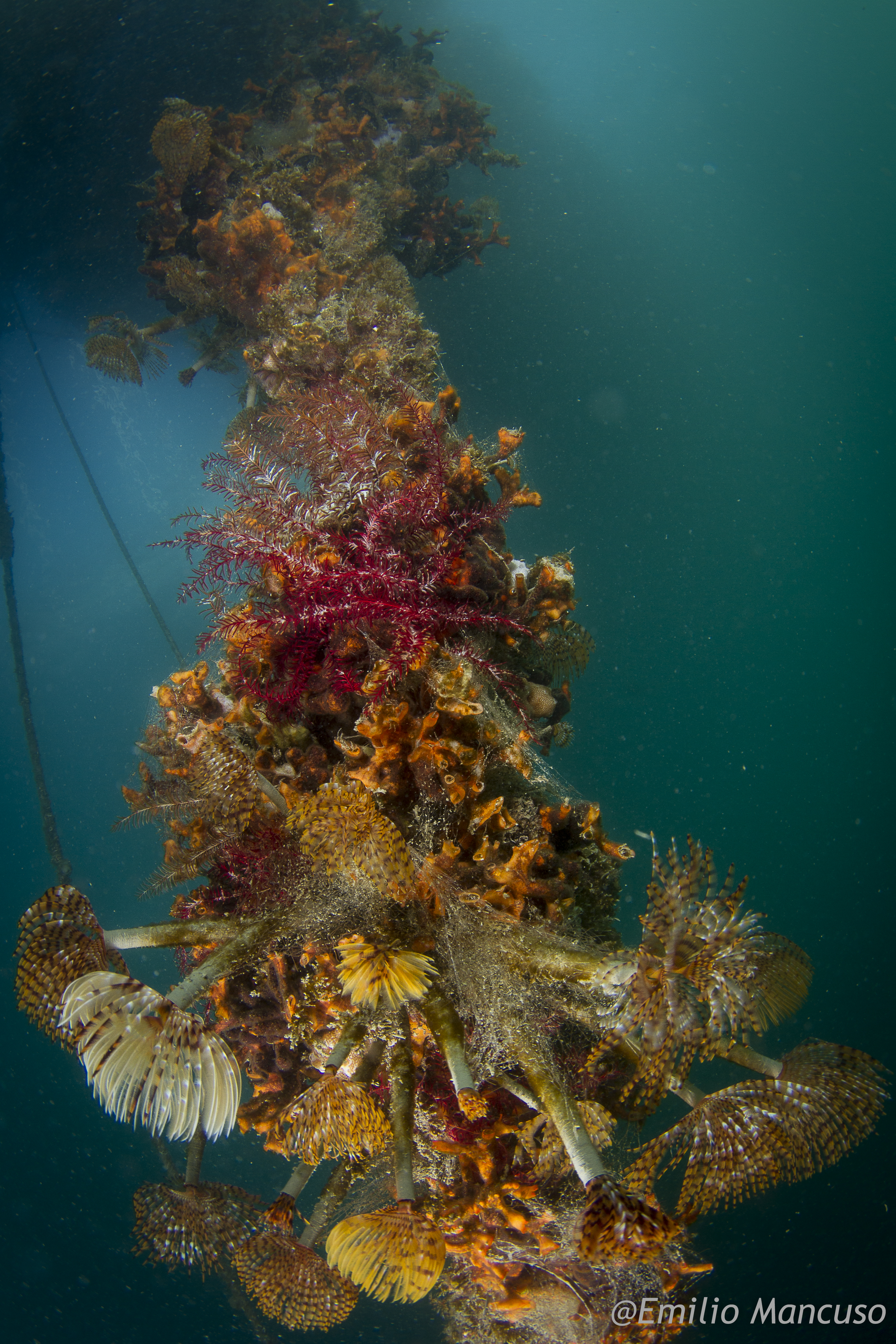 Underwater marine life of Smart Bay S. Teresa (Gulf of La Spezia, Italy). © Emilio Mancuso