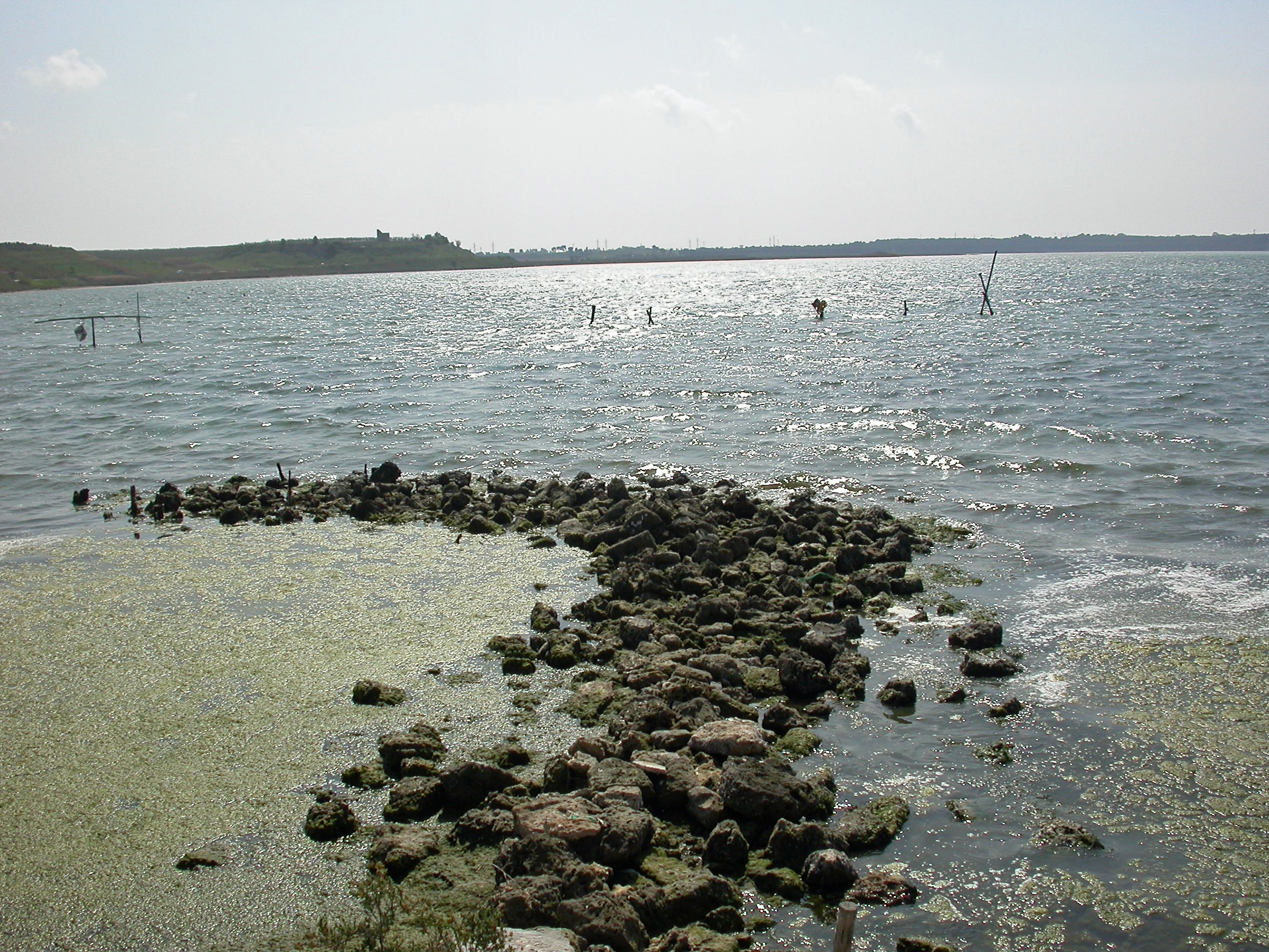 Coast of the Mar Piccolo of Taranto with drifting seaweeds 