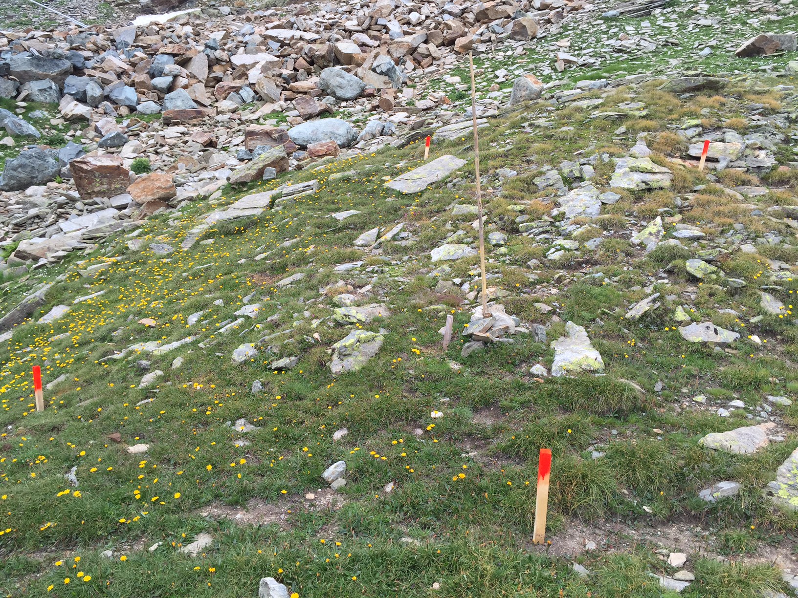 One of the research plots in the alpine tundra