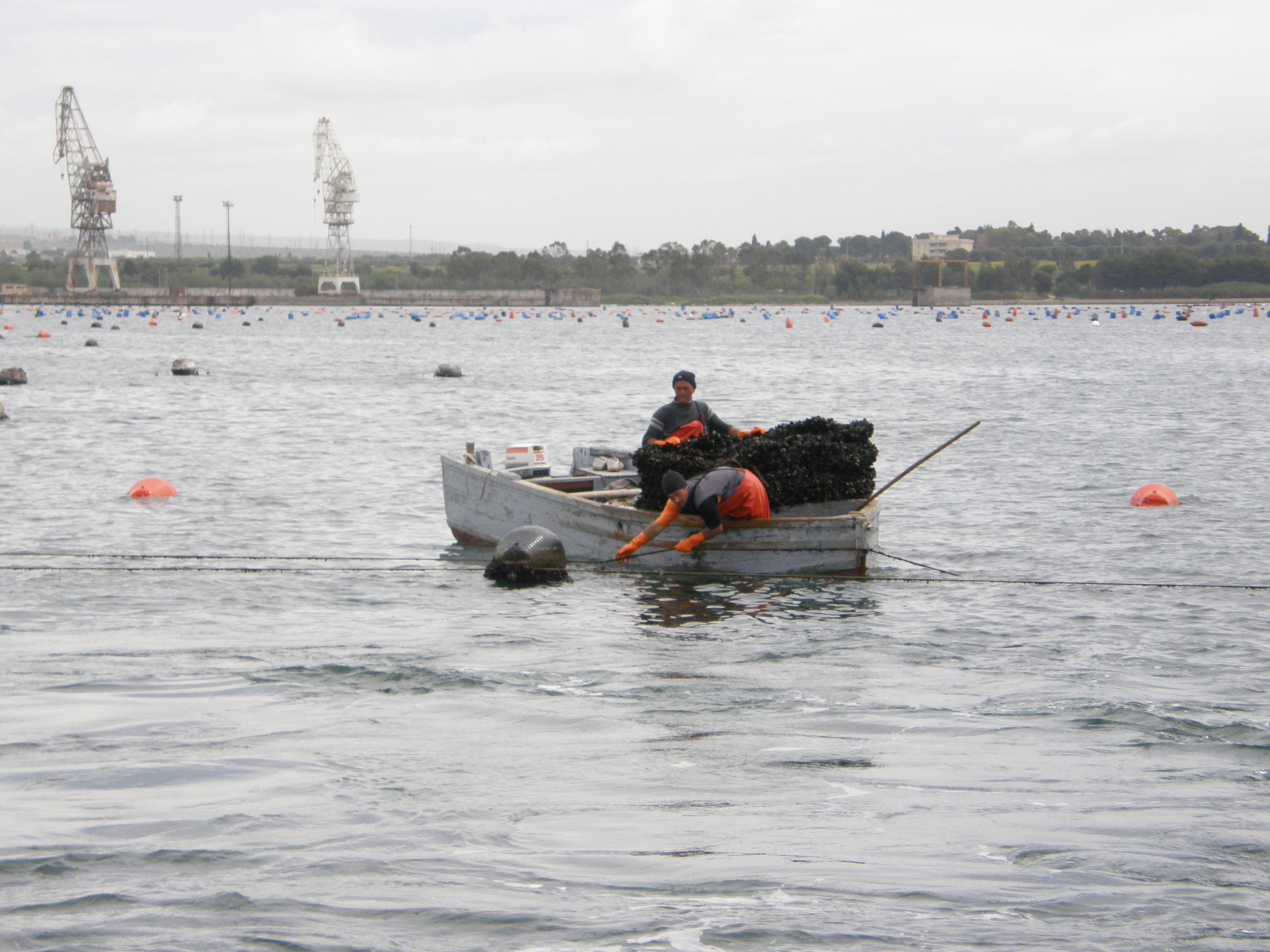 Mussel farmers at work in the Mar Piccolo of Taranto