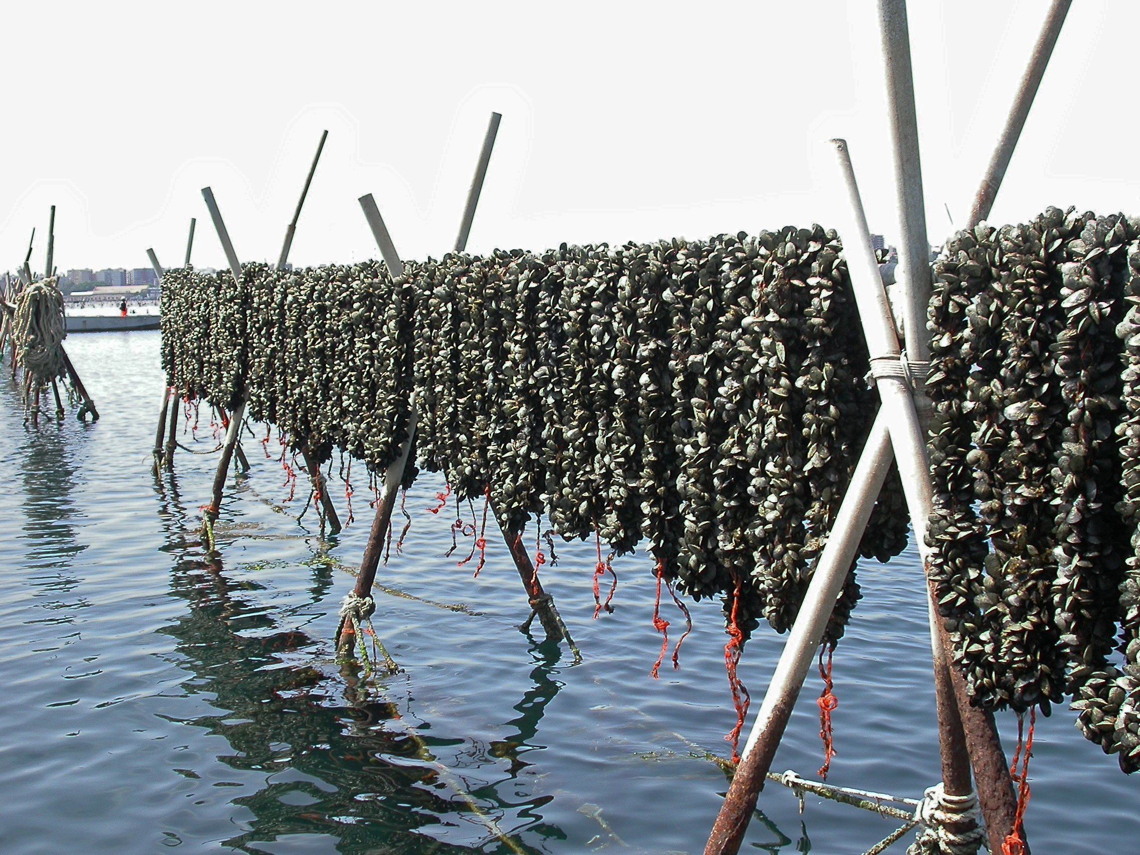 Farmed mussels in the Mar Piccolo of Taranto, hanging on "stenditoi", i.e. metallic poles useful for "sciorinatura", i.e. a short period of emersion to allow the drying of epibionts  
