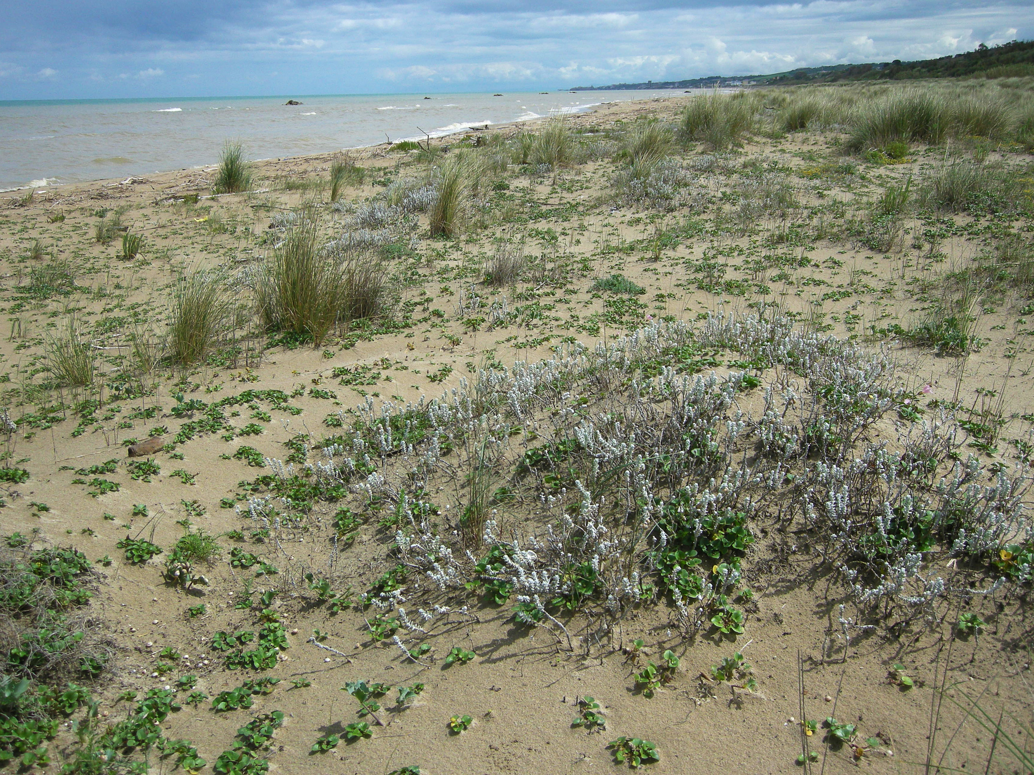 Embryonic shifting dunes (EU Habitats 2110 and 2120) characterizing the Foce Trigno-Marina di Petacciato eLTER Site. Species in the image: Elymus farctus, Ammophila arenaria, Achillea maritima, Calystegia soldanella.