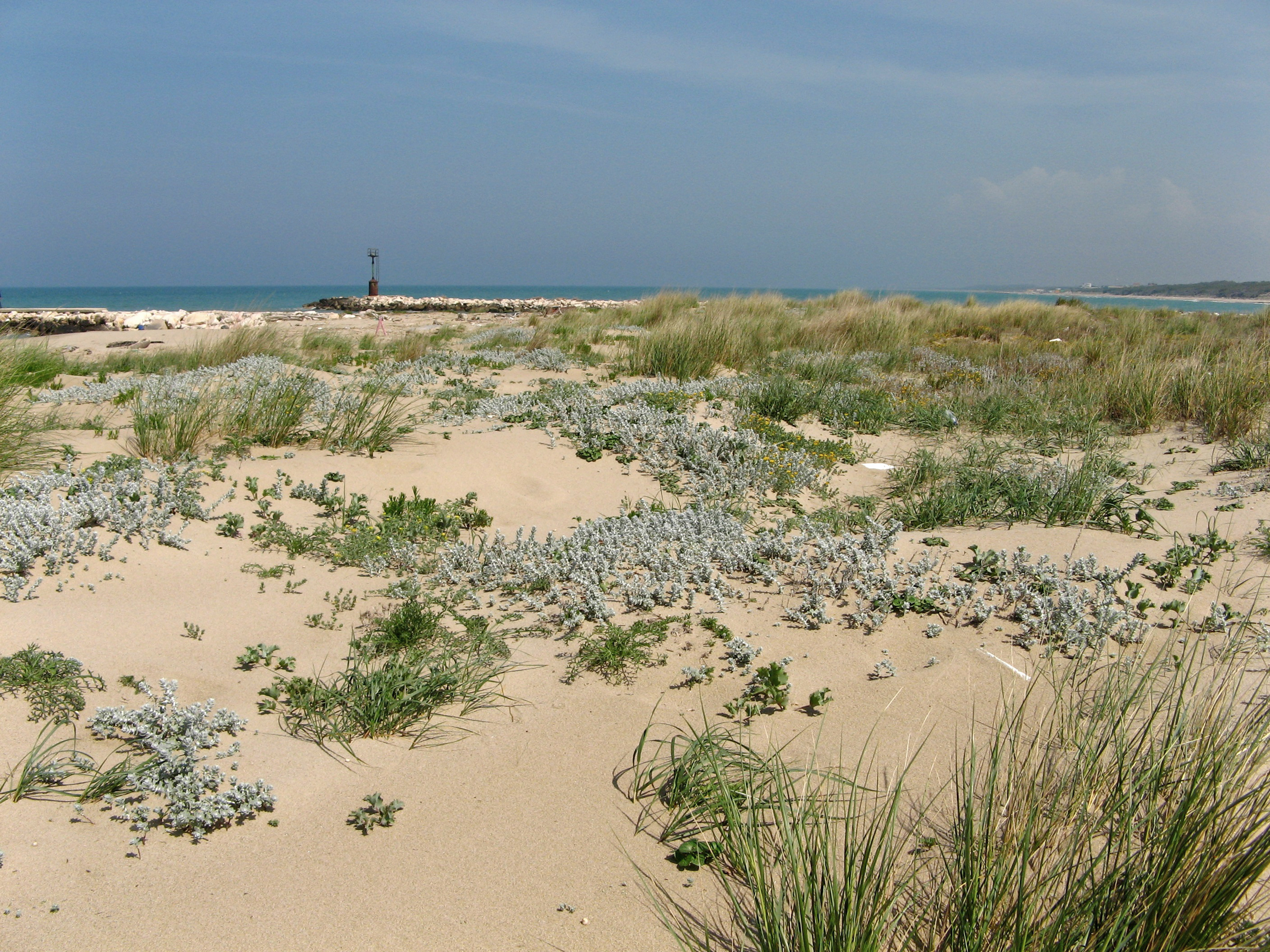 Embryonic shifting dunes (EU Habitats 2110 and 2120) characterizing the Foce Saccione - Bonifica Ramitelli eLTER Site. Species in the image: Elymus farctus, Ammophila arenaria, Achillea maritima, Calystegia soldanella.