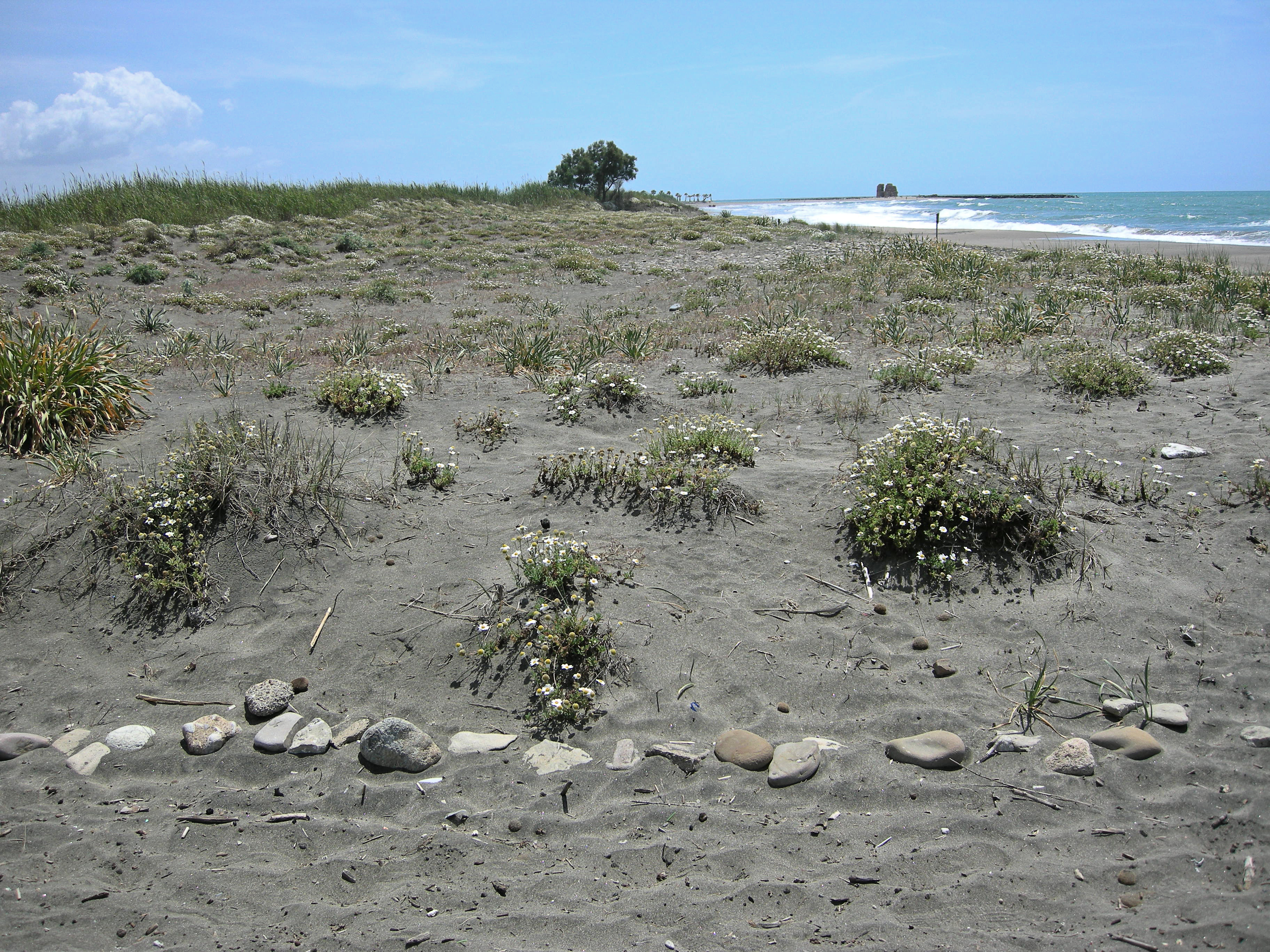 View of the coastal dune of Monumento Naturale Torre Flavia.