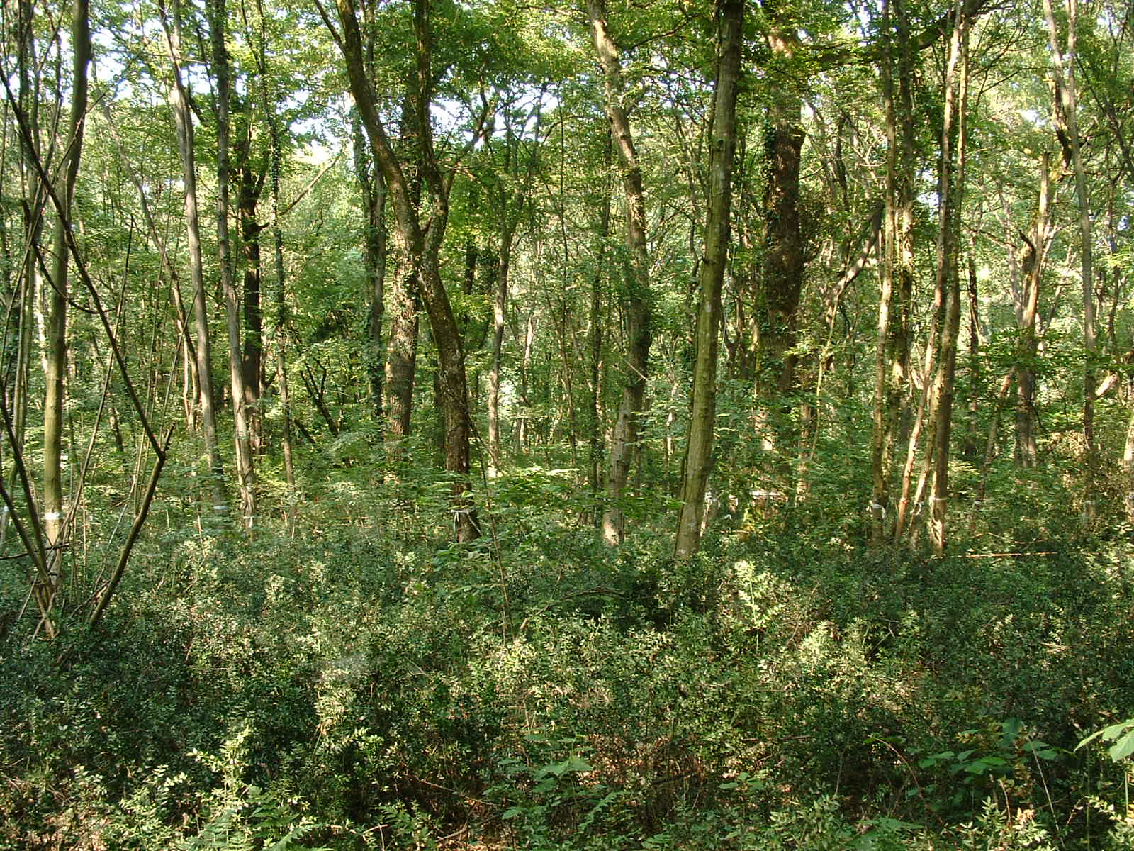 The oak-hornbeam forest (photo by S. Hardersen).