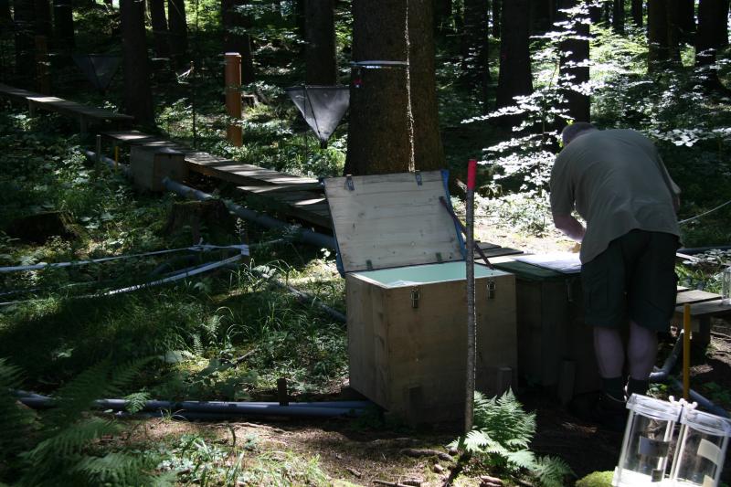 Intensive plot 3 at LTER Zöbelboden