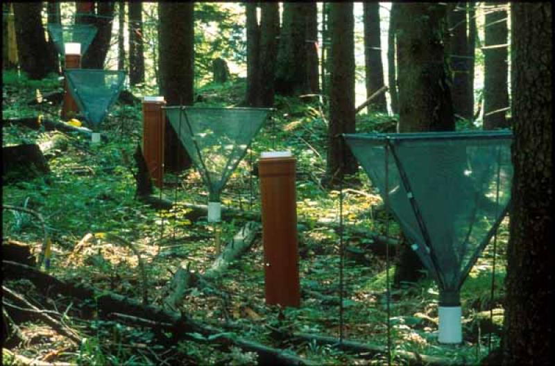 Litterfall sampler at intensive plot 1