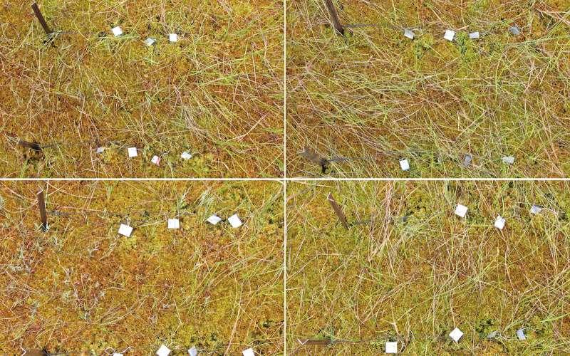 Plot 1 (graminoid-sphagnum hollow), Replica 1. Vertical View