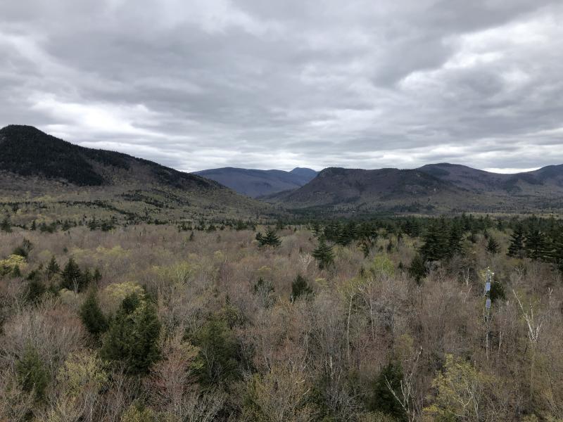 Spring comes to the BART Forest