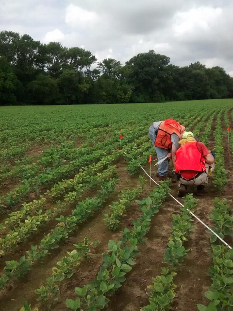 Field ecologists in a soybean field
