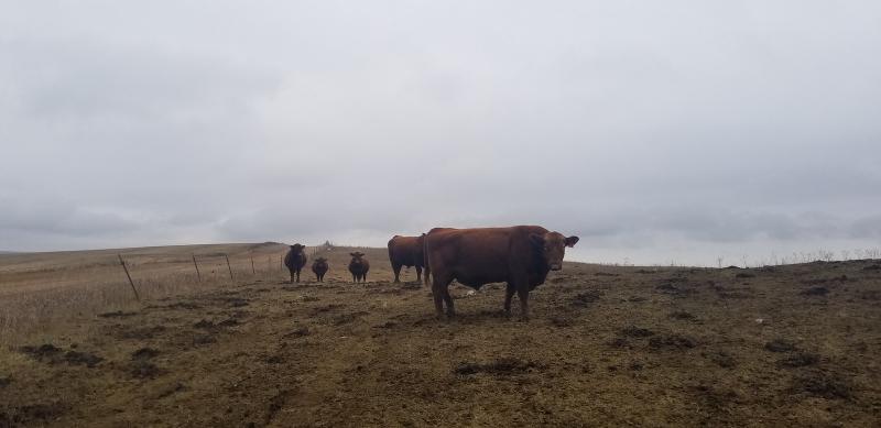 Cows at Dakota Coteau Field School Site