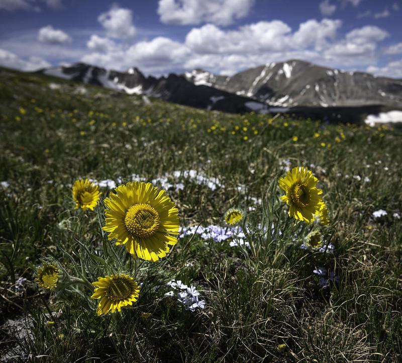Old Man Daisy at NIWO