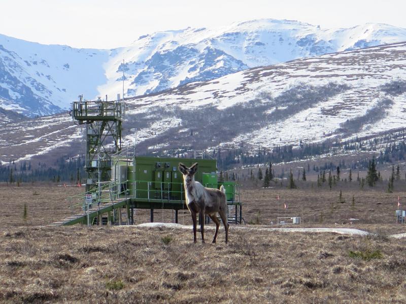 Caribou by the HEAL tower