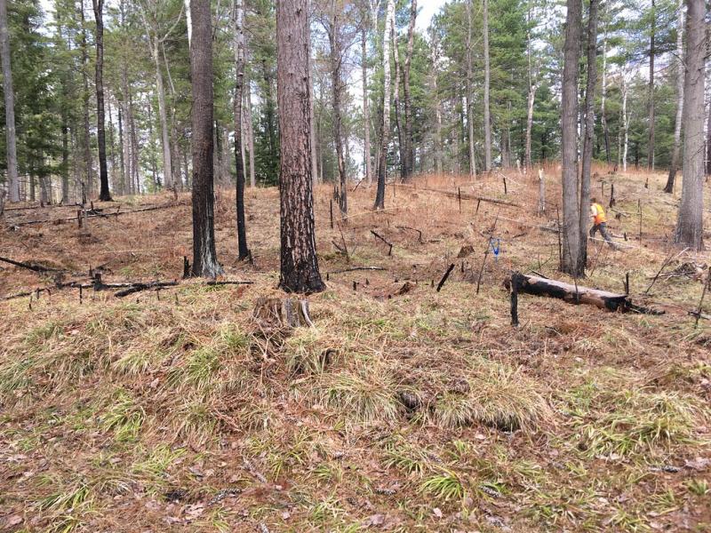 Field tech in forest at TREE (c) Caleb Slemmons