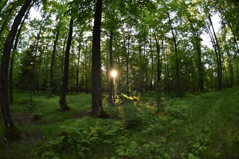 Summer at TREE (c) Caleb Slemmons