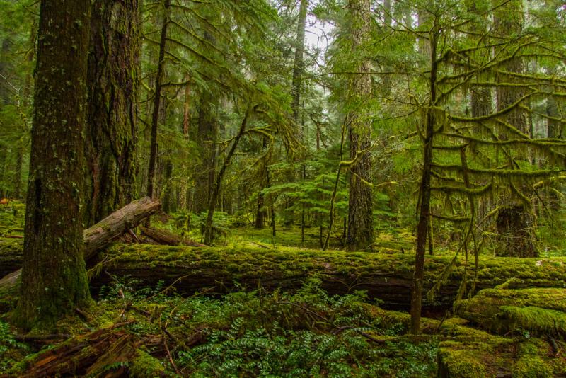 Wind River Old Growth