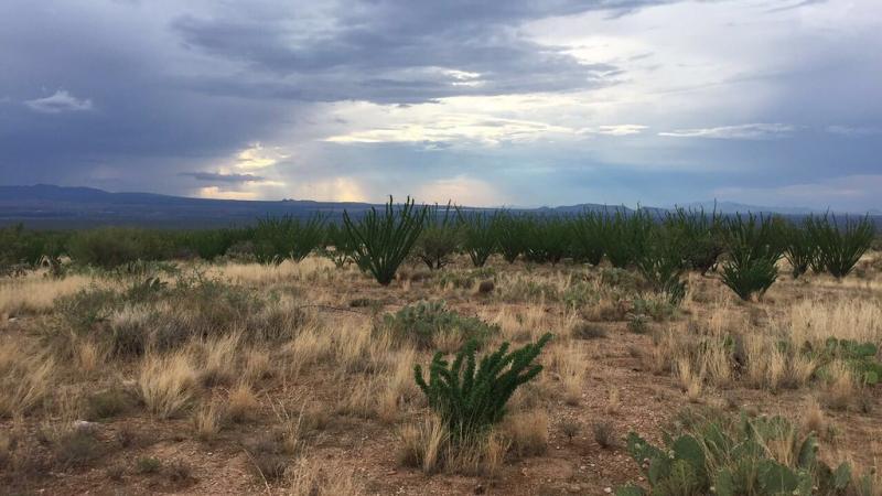 Monsoon at SRER. Photo credit: Robin Luna
