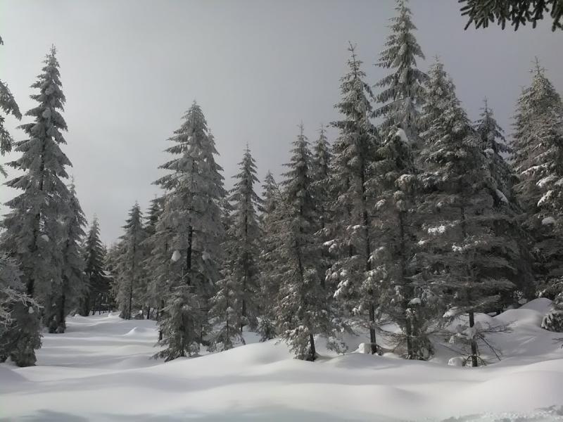 2019, spruce in winter