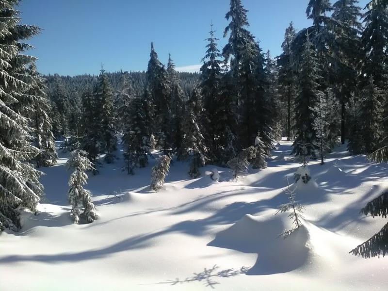 2019, spruce in winter