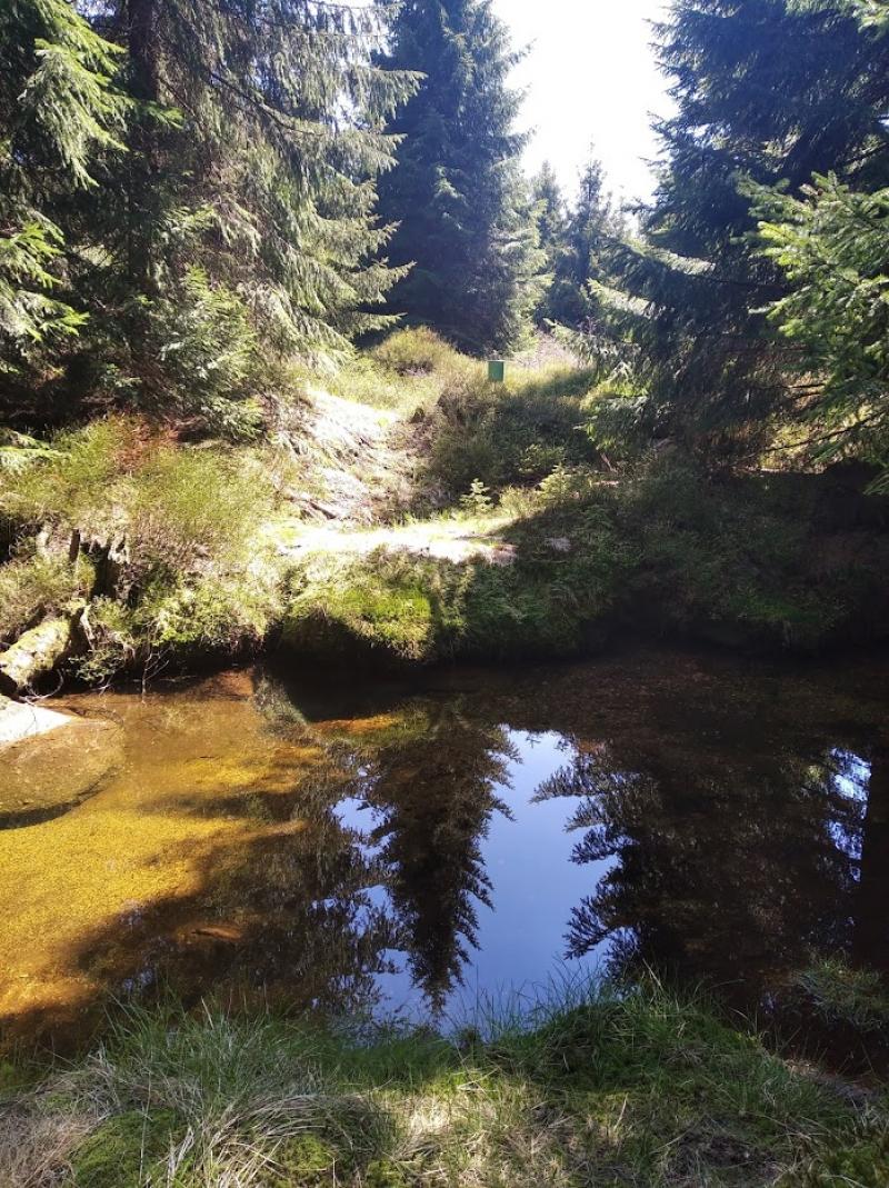 2020, stream and spruce trees