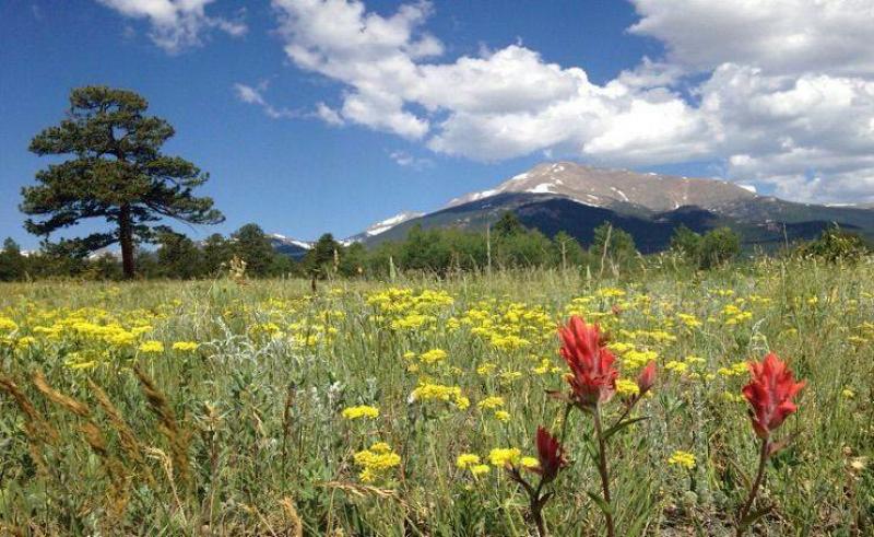 RMNP wildflowers