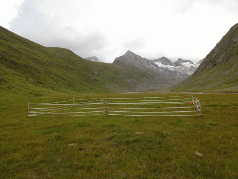 Observation Location Rotmoos Valley Bog Carex nigra (R-cn)