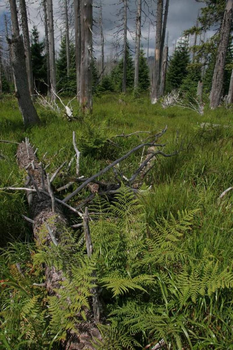 Athyrium distentifolium-spruce forest