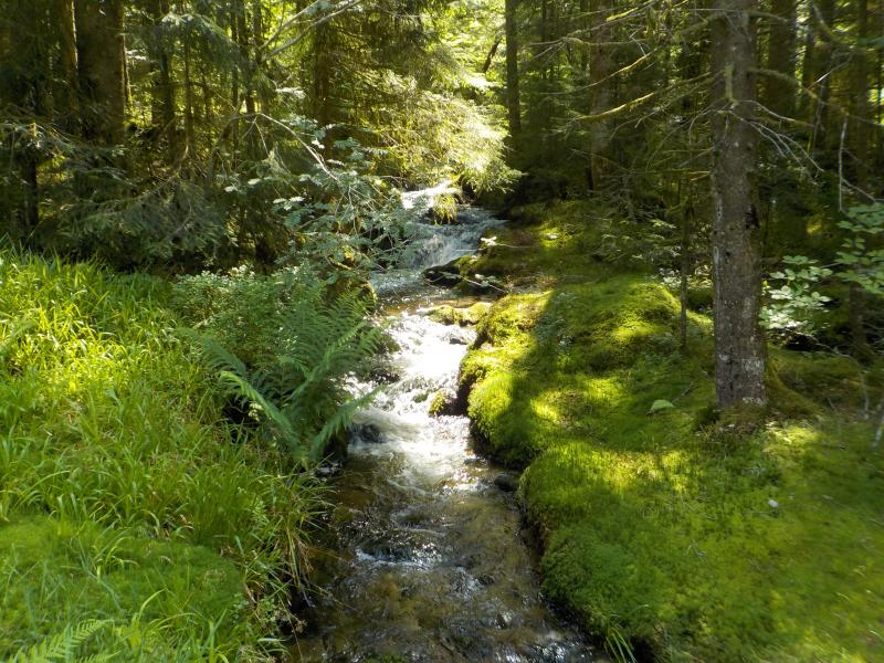Cellet upstream sampling point (upstream the confluence with the Roulier) (July 20, 2021)