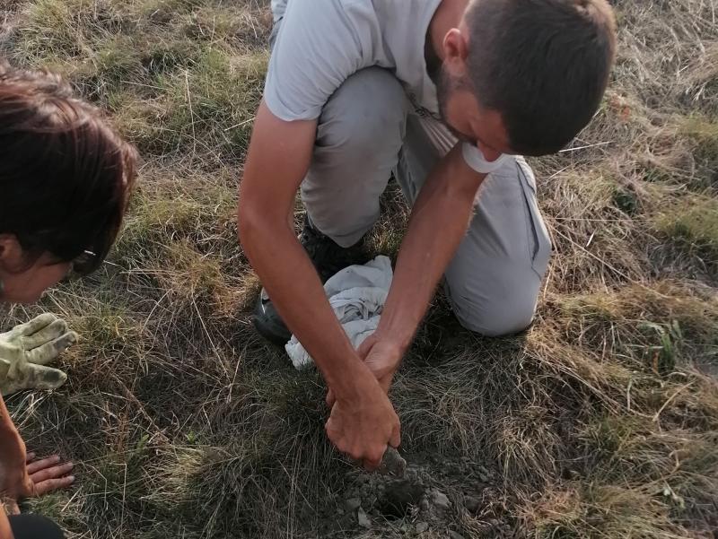 Releasing a European ground squirrel