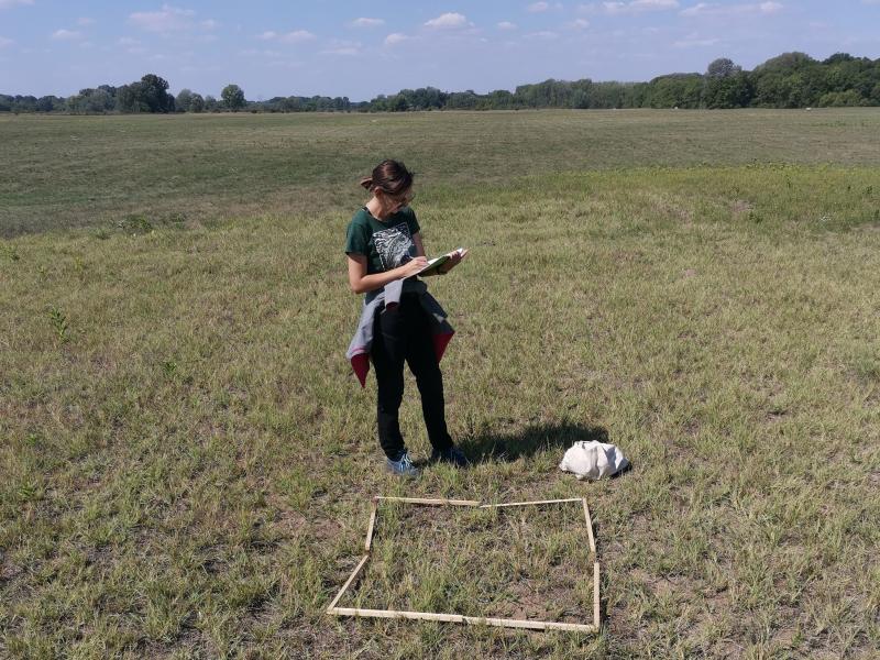 Plant cover sampling