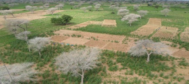 Niakhar agro-silvo-pastoral landscape. Photo O. Roupsard