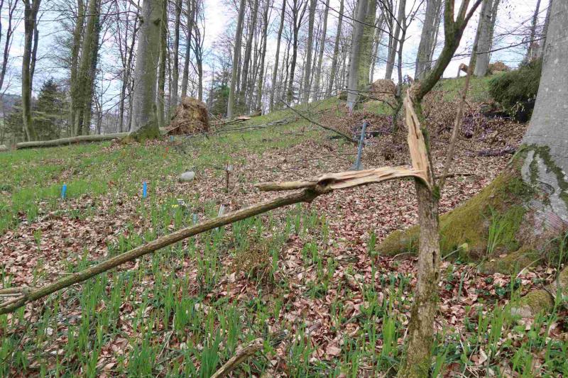 On the intensive monitoring site at Othmarsingen. Photo: Oliver Schramm, 2021