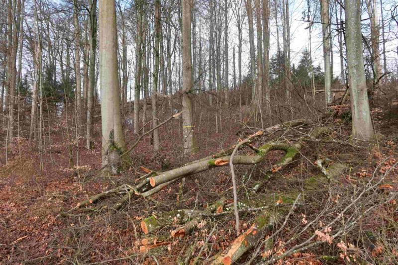 On the lwf plot Othmarsingen after the storm. Photo: Oliver Schramm, 2021