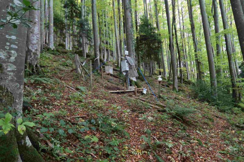 The new meteorological station in the stand of the LWF plot. Photo: Anne Thimonier Rickenmann, 2020