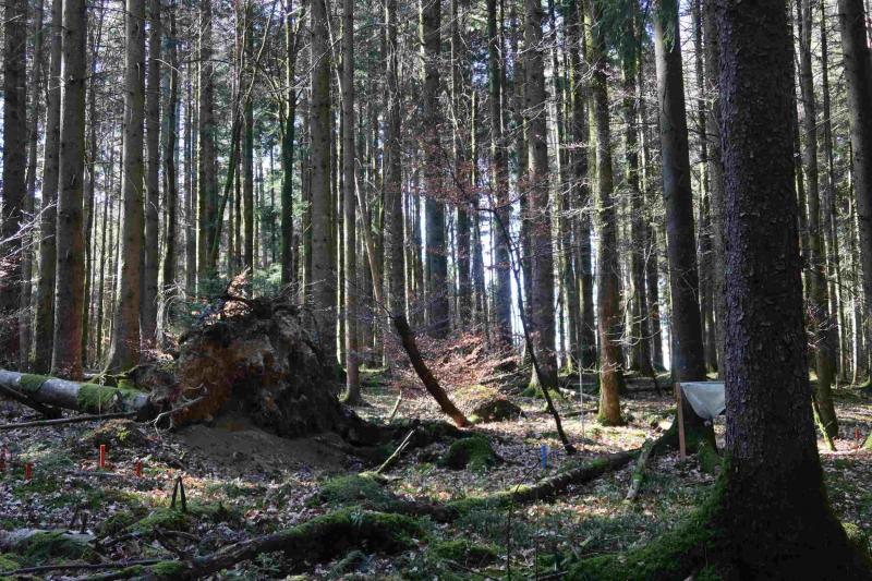 On the intensive monitoring site at Vordemwald. Photo: Oliver Schramm, 2021
