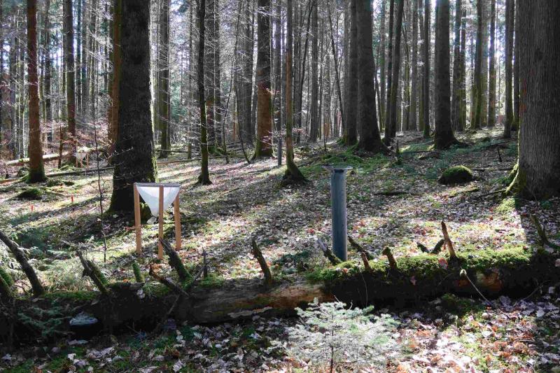 On the intensive monitoring site at Vordemwald. Photo: Oliver Schramm, 2021