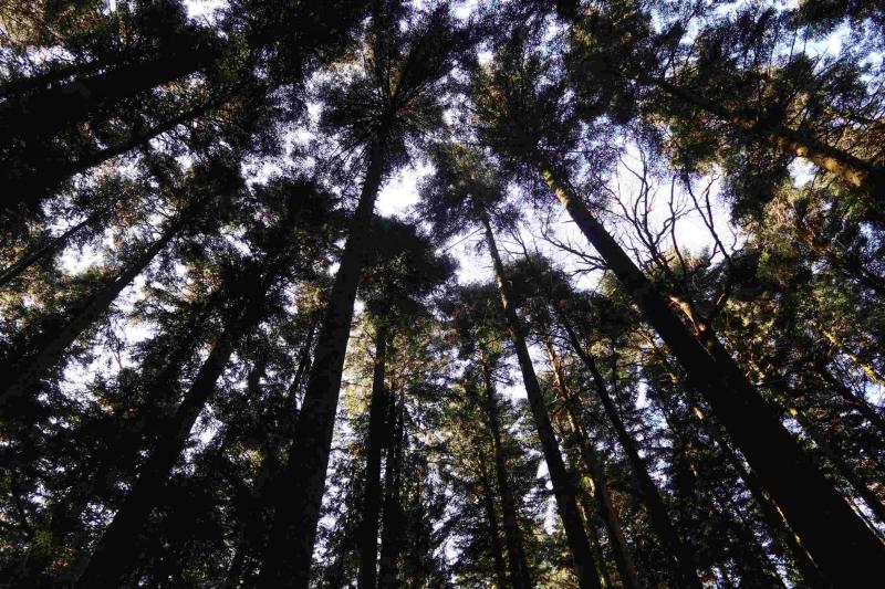 On the intensive monitoring site at Vordemwald. Photo: Oliver Schramm, 2021