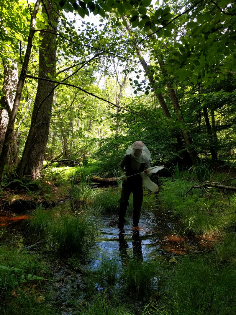 Suserup is an old growth forests and unique in a Danish context