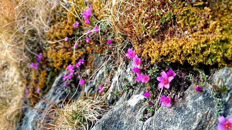 Purple saxifrage, ECN Snowdon [Photo: Jonathan Yeardley]