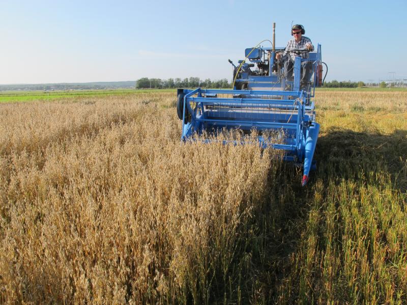 Harvesting oats. Photographer: Malin Barrlund