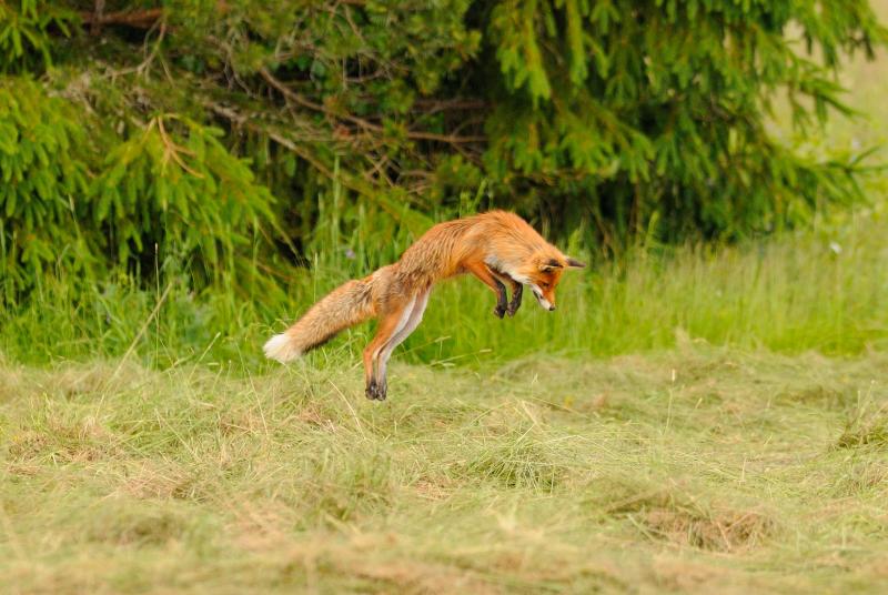 Fox are one of the species monitored by Grimsö Wildlife Research Station. Photographer: Johan Månsson