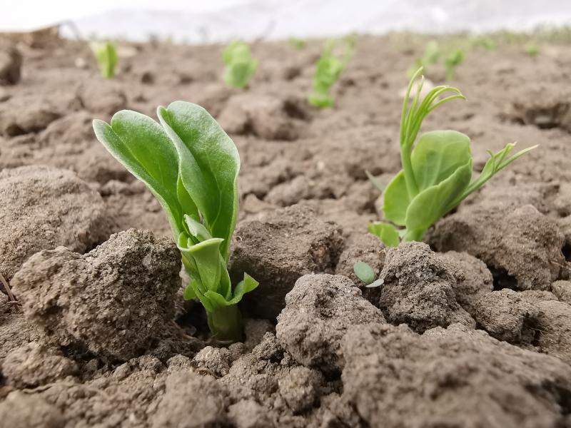 Intercropping of faba bean and peas at the organic experimental fields. Photographer: Ryan Davidson