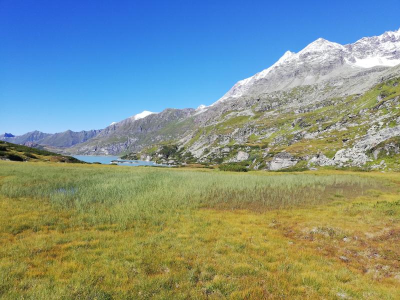 LTER Site Oberes Stubachtal:  high alpine moor