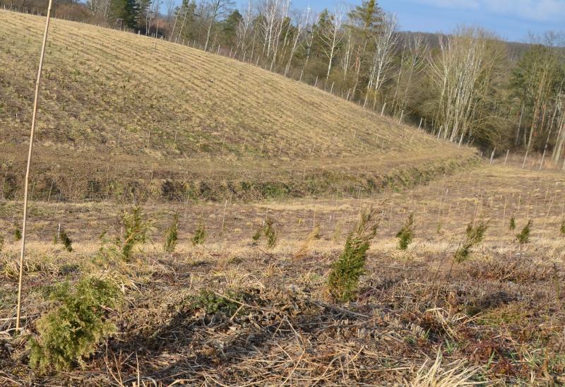 Planted trees in subarea 2 (2021)