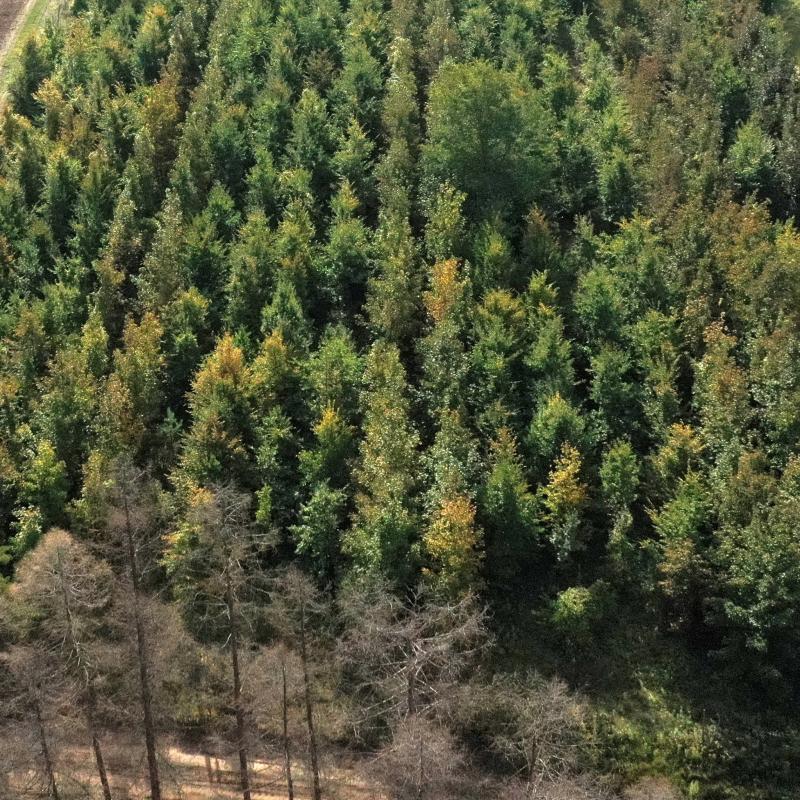 Overview of trees planted in the development area