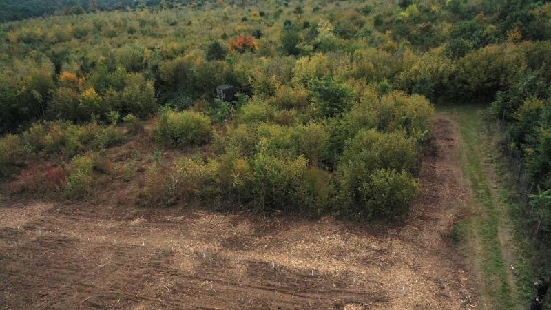 Succsession area within subarea 1 (2019)