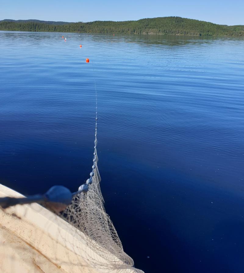 Test fishing with gillnets in Store Jonsvatnet Photo: Karstein Hårsaker