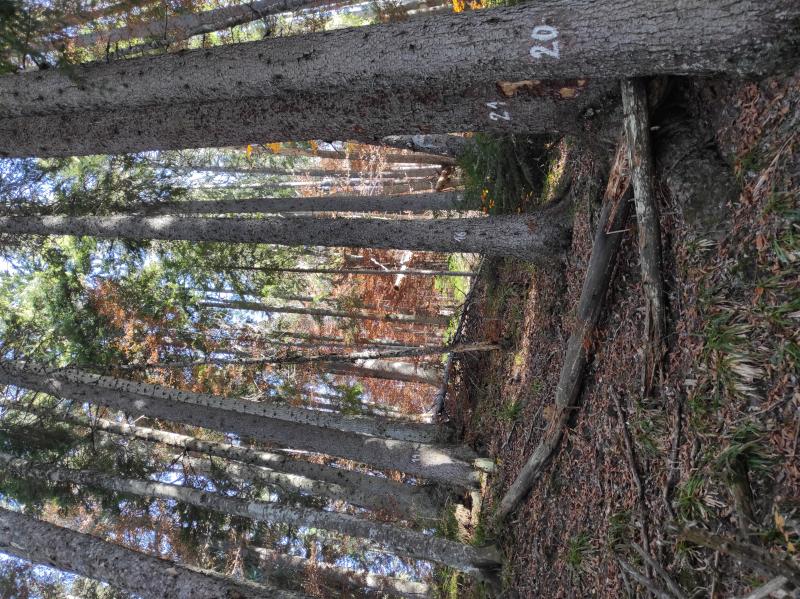 Typical forest landscape