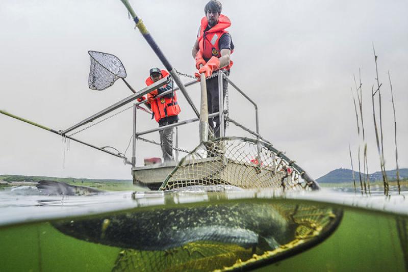Milada Lake, electrofishing (© Lukáš Vejřík).