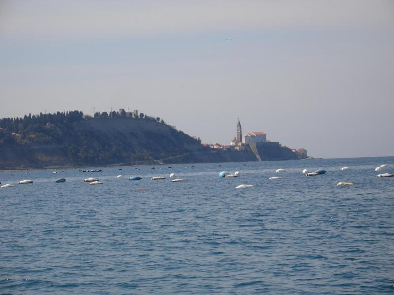 Photo of the town of Piran in the Slovenian part of the Gulf of Trieste